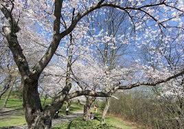 Fun 2 Play and Surrey and Friends Online Bridge Clubs